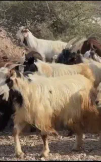 فروش بز و کهره نر