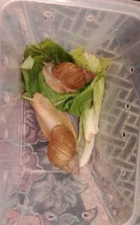 حلزون البینو