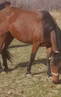 مادیون کورد