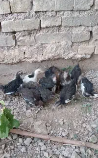 مرغ جوجه گلین