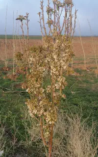 باغ سه ساله