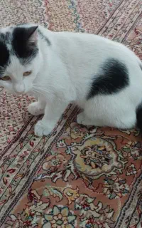 واگذاری