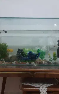 آکواریوم باوسایل