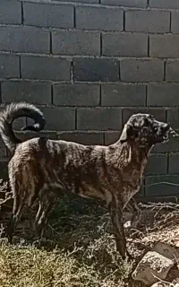 سگ ماده عراقی