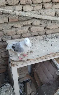 سه عدد پشتار