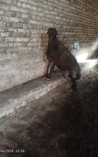 قوچ هترو سه ساله