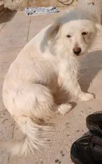 گمشده