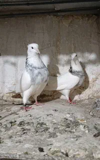 جفت کبوتر طوقی هفت رنگ