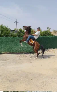 آموزش سوارکاری