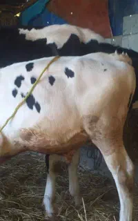 گاو دورگ با گوساله نر