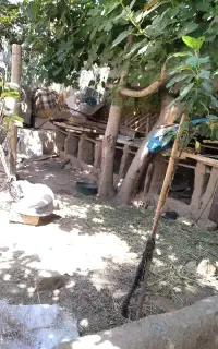 واگذاری خرگوش.نگهداری و مراقبت.اهلی لوپ جرسی