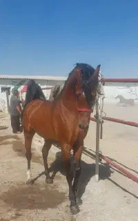 اسب عرب