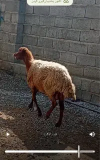 گوسفند