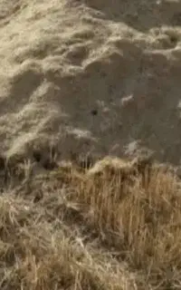 کاه گندوم