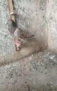 سرور
