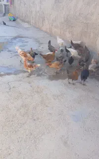 مرغ