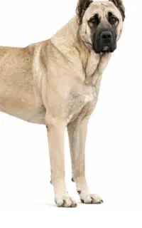 سگ گله ای