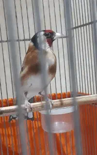 سهره جوجه قفس جفتی