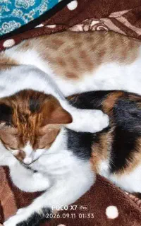 واگذاری گربه نر ۵ماهه