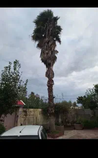 نخل ۲۰متری و  نخل بالای ۵ متر