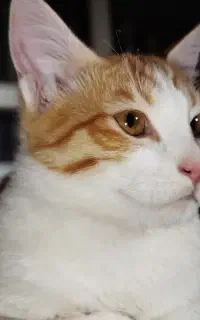 واگذاری گربه