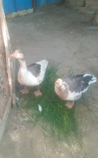 غاز،زیبا