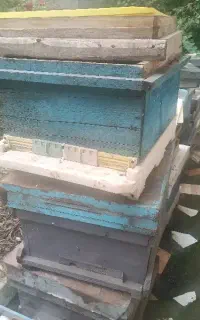 کندو کف باز شاسی از نوع تسوجی
