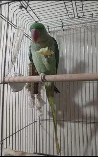 شاه طوطی