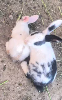 خرگوش نر و بچه