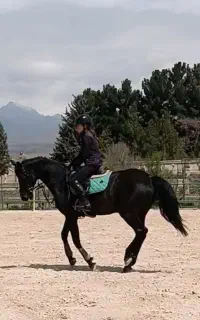 آموزش سوارکاری ویژه بانوان و کودکان