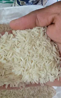 برنج طارم هاشمی گیلان فقط 2300