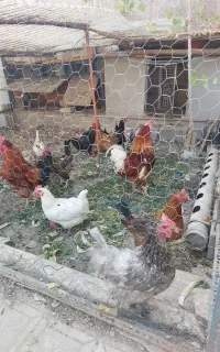 مرغ و خروس رسمی