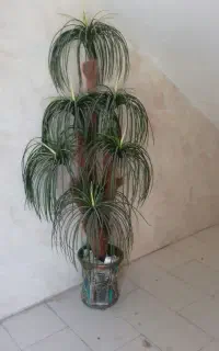 گل نخل بسیار زیبا ومرتب ویک عددمیز ال ای دی