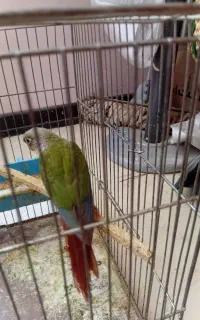 فروش جوجه گرینچیک و کوتوله