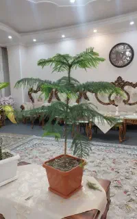 گل کاج بزرگ حدودا یک متر