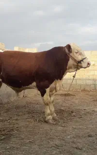 تلقیح مصنوعی گاو و دامپزشکی