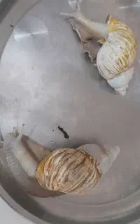 حلزون پرورشی