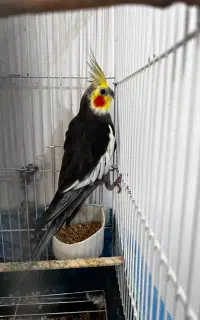 عروس هلندی سخنگو
