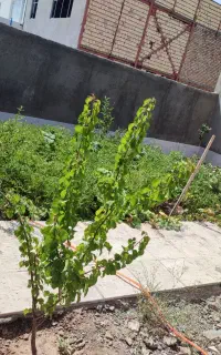 منزل شهرک پردیس میرعلی