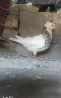 طوقی