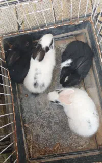 بچه خرگوش
