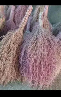جارو محلی