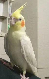 گمشده