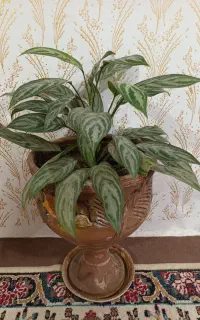 گل وگلدان بزرگ