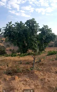 فروش  باغ انجیر
