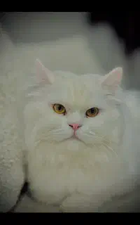 گربه پرشین نر اقیم شده