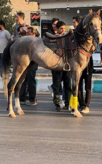نریون یکسر