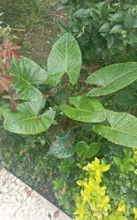 بابا آذم تنه قرمز تنه قوی