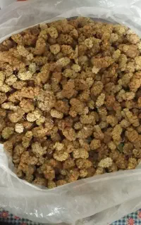توت خشک