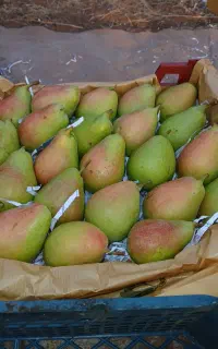 اکیب نشاع کار وصیفی جات